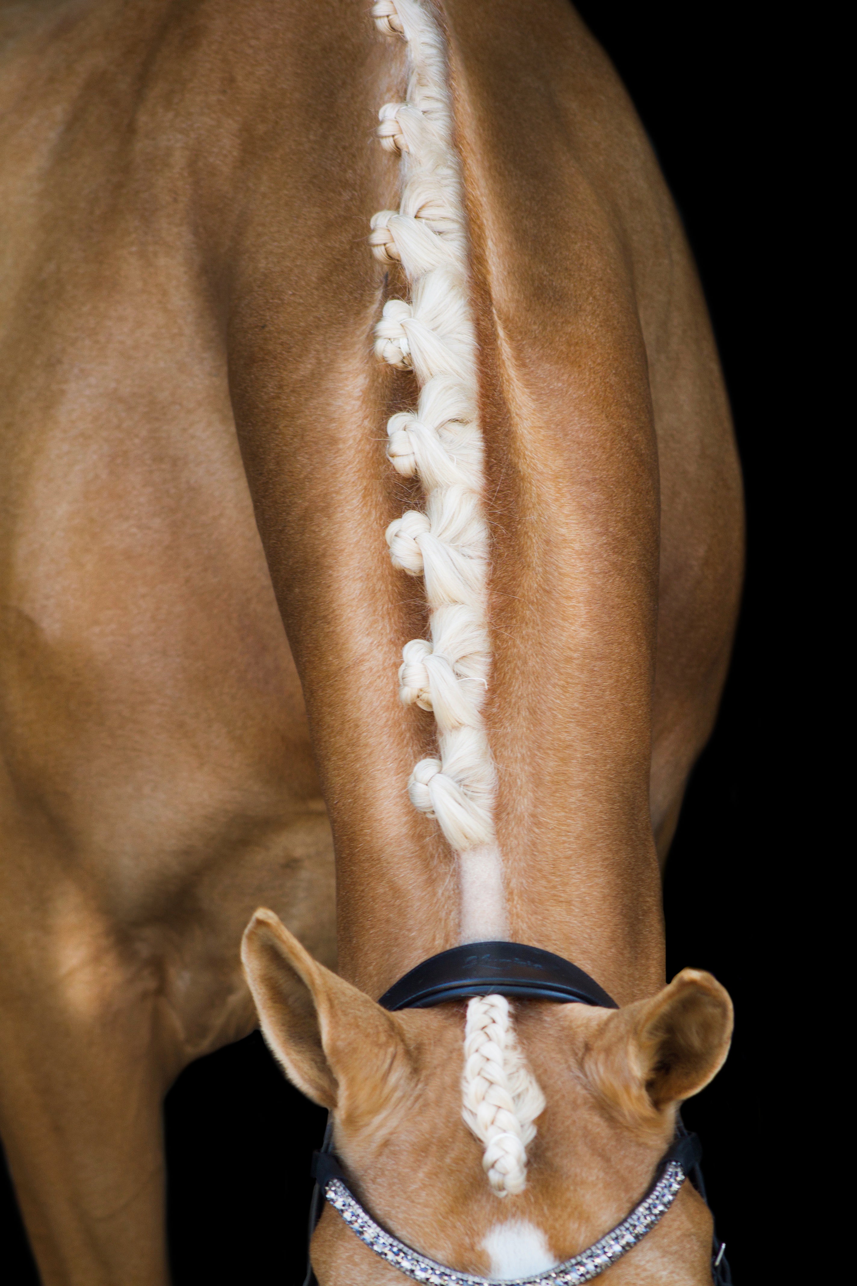 Lumiere Mila Anatomic Leather Bridle - Equine Horse Wear 