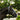Lumiere Paris Leather Halter - Equine Horse Wear - Black / Cob