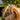 Lumiere Paris Leather Halter - Equine Horse Wear - Black / Cob