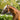Lumiere Paris Leather Halter - Equine Horse Wear - Black / Cob