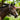 Lumiere Perseus Leather Halter - Equine Horse Wear - Havana Brown / Cob