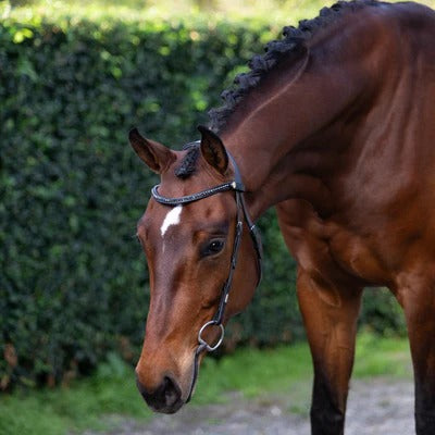 Lumiere Sienna Nosbeandless Bridle - Equine Horse Wear 