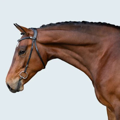 Lumiere Sienna Nosbeandless Bridle - Equine Horse Wear 