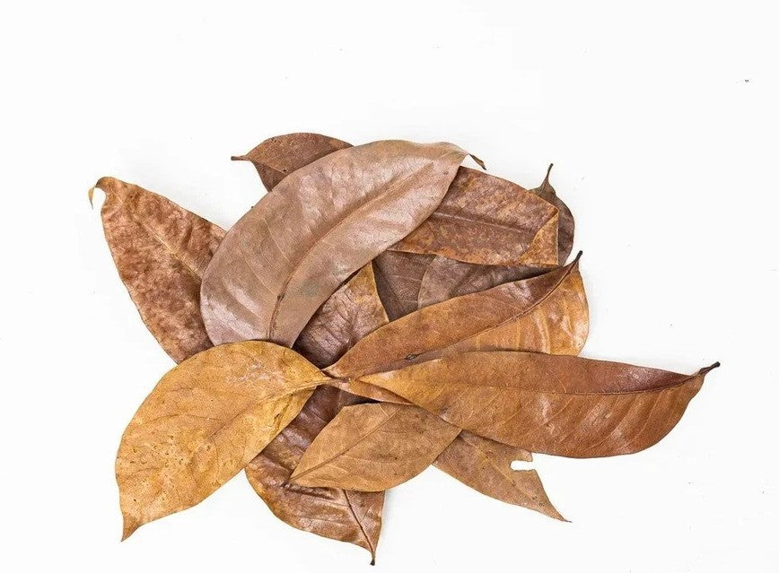 Mahogany Leaves 10 Pack - Fish Tank Decorations - Default Title