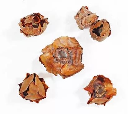 Mini Coconut Pods 10 Pack - Fish Tank Decorations - Default Title