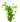 Lysimachia Live Plant (Lysimachia Nummularia) - Live Fish & Plants 