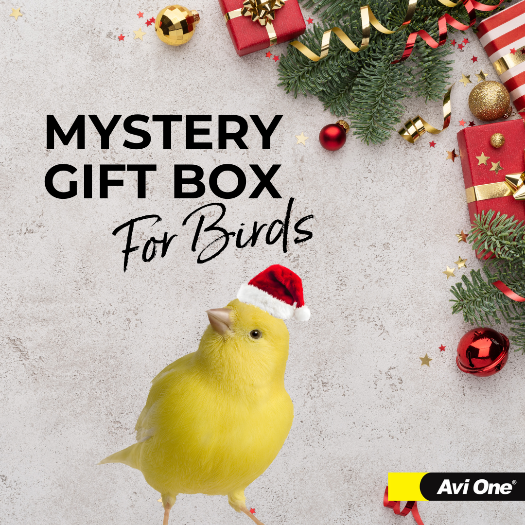 Mystery Gift Box for Birds