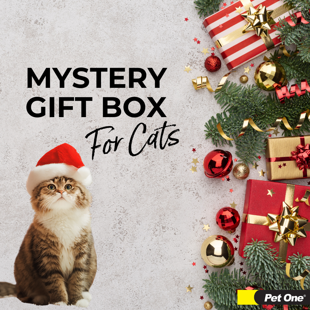 Mystery Gift Box for Cats