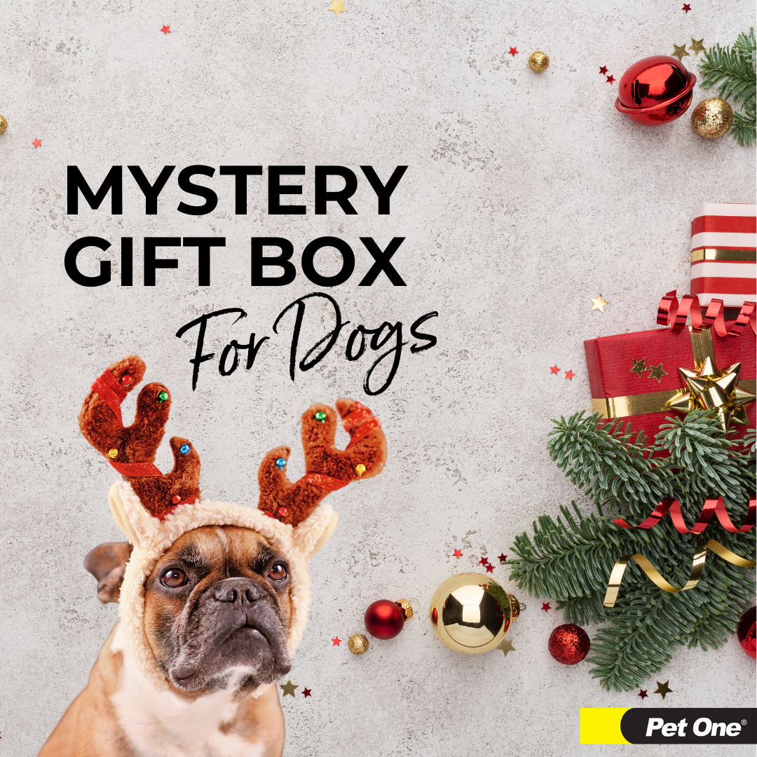 Mystery Gift Box for Dogs