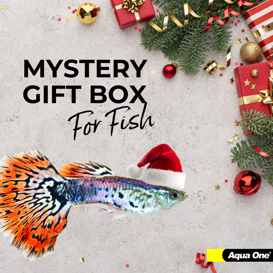Mystery Gift Box for Fish