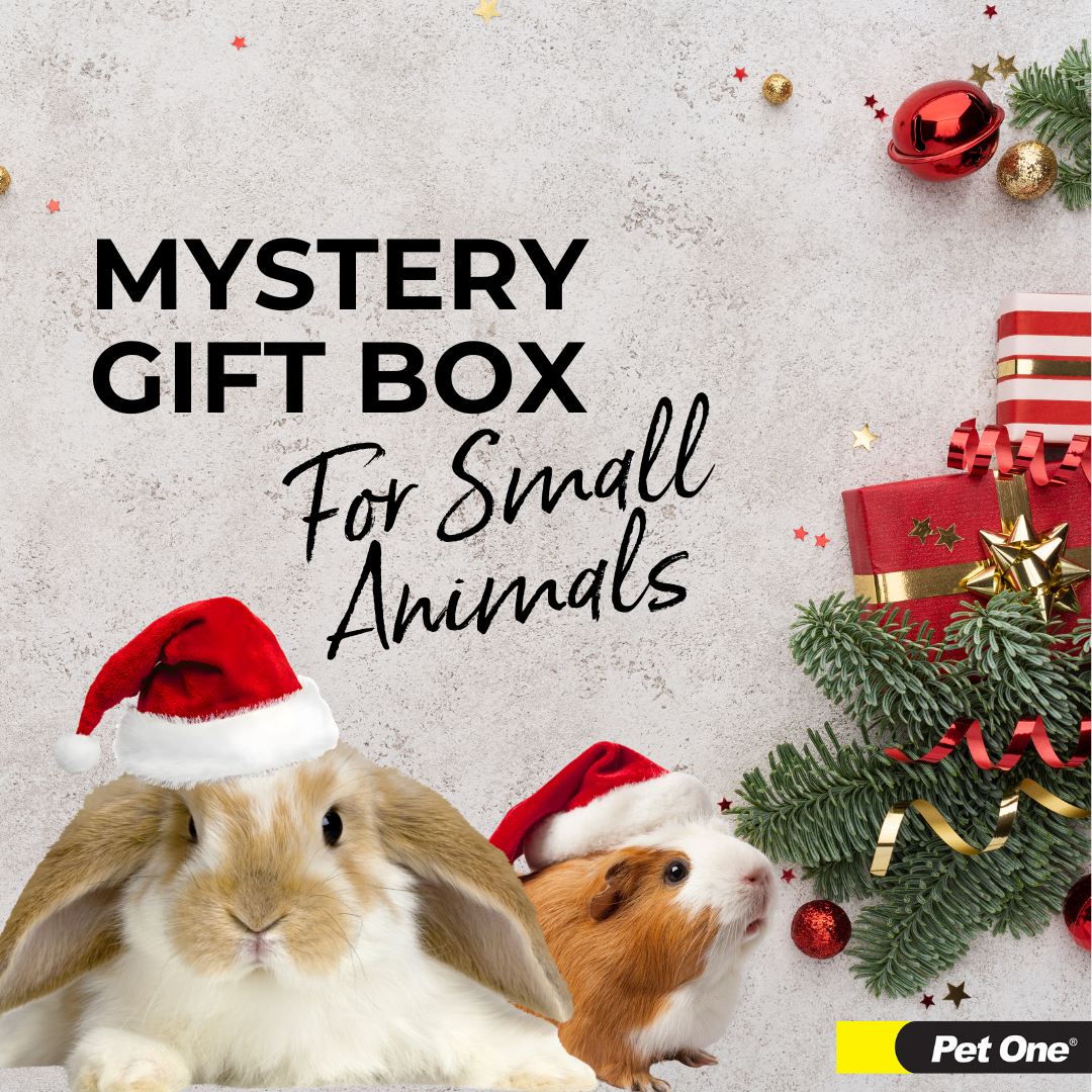 Mystery Gift Box for Small Animals