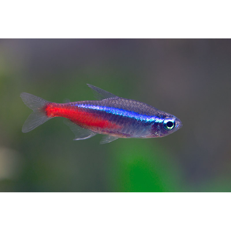 Neon Tetra (Paracheirodon innesi) - Live Fish & Plants - Default Title