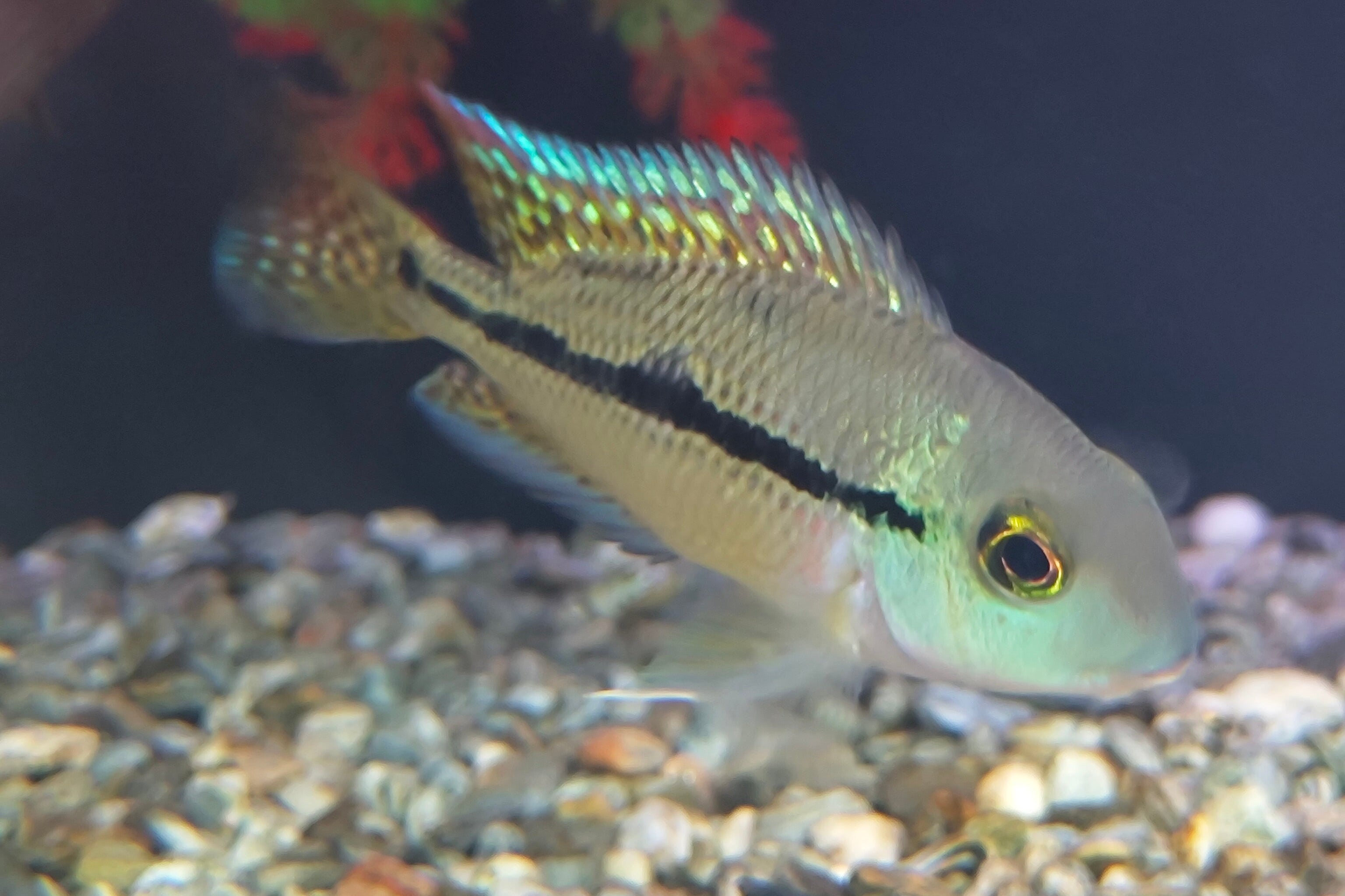 Nicaragua Cichlid 'Moga' (Hypsophrys nicaraguensis)