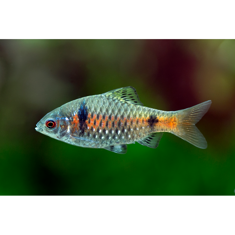 Odessa Barb (Pethia padamya) - Live Fish & Plants - Default Title