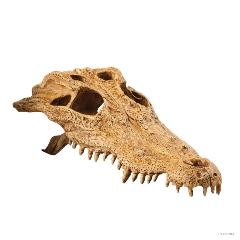 Exo Terra Decor Crocodile Skull