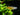 Pacific Blue Eye (Pseudomugil signifer) - Live Fish & Plants