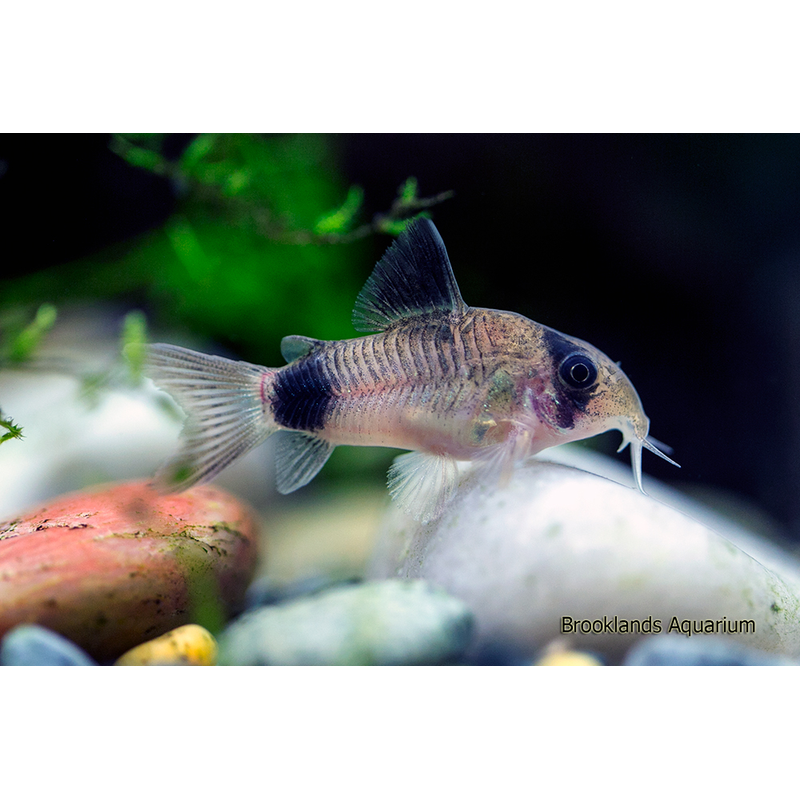 Panda Corydrora ( Hoplisoma (Previously: Corydoras) panda ) - Live Fish & Plants - Default Title