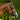 Paris bridle (cavesson) - Equine Horse Wear - Black / Cob