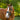 Paris bridle (hanoverian) - Equine Horse Wear - Black / Cob