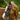 Paris bridle (hanoverian) - Equine Horse Wear - Black / Cob
