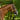 Paris bridle (hanoverian) - Equine Horse Wear - Black / Cob