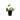 Pennywort (Hydrocotyle verticillata) Live Plant - Live Fish & Plants - Potted