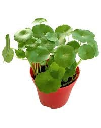 Pennywort Live Plant - Live Fish & Plants 