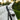 Perla bridle - Equine Horse Wear - Black / Cob