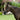 Perseus bridle (convertible) - Equine Horse Wear - Black / Cob