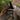 Perseus bridle (convertible) - Equine Horse Wear - Black / Cob