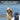 Petsafe Pro Trainer 300m - Dog Training
