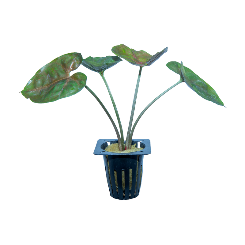 Pink Stardust Live Plant (syngonium podophyllum)