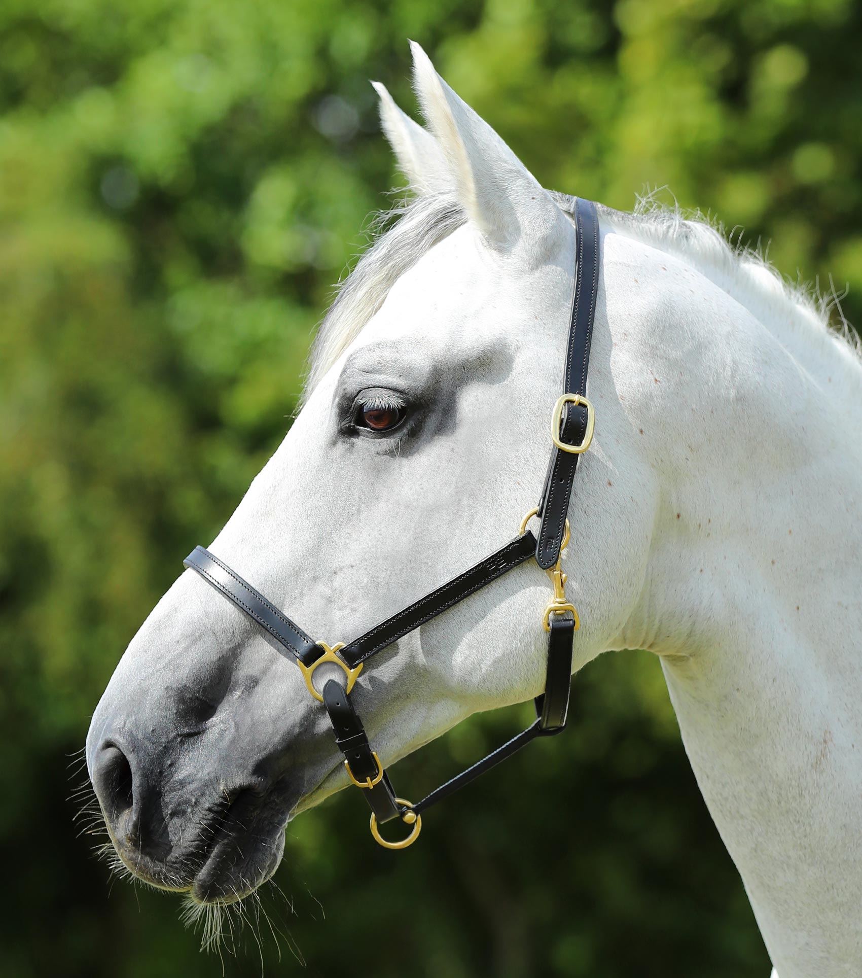 Premier Equine Pasco Plain Leather Head Collar