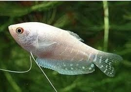 Platnium Gourami - Live Fish & Plants 