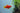 Platy Assorted (Xiphophorus maculatus) - Live Fish & Plants - Default Title