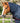 Premier Equine Buster 250g Turnout Rug with Classic Neck Cover - Equine Horse Wear 