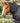 Premier Equine Buster 250g Turnout Rug with Classic Neck Cover - Equine Horse Wear 