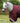 Premier Equine Buster 400g Turnout Rug with Snug-Fit Neck Cover - Equine Horse Wear 