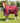 Premier Equine Buster 40g Turnout Rug with Classic Neck Cover - Equine Horse Wear 