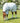 Premier Equine Combo Cotton Sheet - Equine Horse Wear 