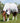 Premier Equine Combo Cotton Sheet - Equine Horse Wear 