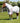 Premier Equine Combo Cotton Sheet - Equine Horse Wear 