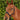Premier Equine Duco Padded Head Collar with Lead Rope - Equine Horse Wear 