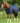 Premier Equine Garissa Stable Rug 400g - Equine Horse Wear 