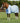 Premier Equine Mesh Air Fly Rug with Surcingles - Equine Horse Wear 