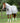 Premier Equine ShowerTex Stay Dry Fly Rug with Surcingles - Equine Horse Wear 
