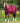 Premier Equine Stratus Horse Stable Sheet - Equine Horse Wear 