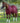 Premier Equine Tuscan Stable Rug 200g - Equine Horse Wear 