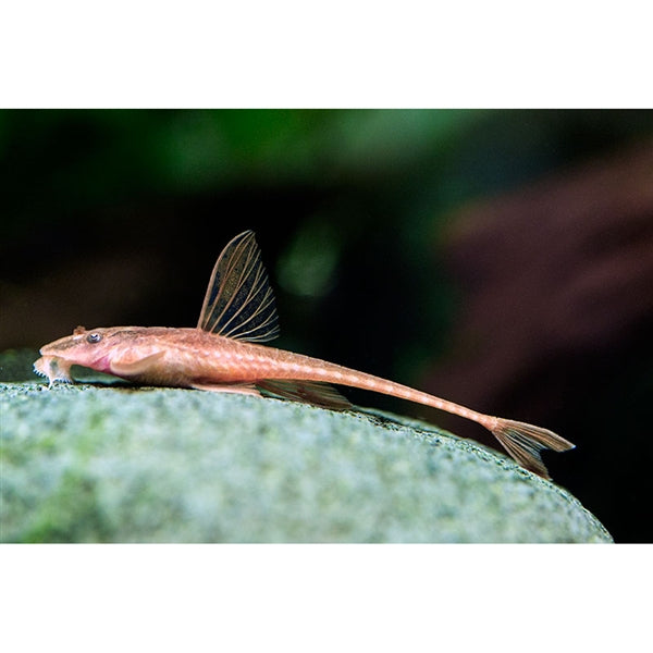 Red Lizard Whiptail Catfish - Live Fish & Plants - Default Title