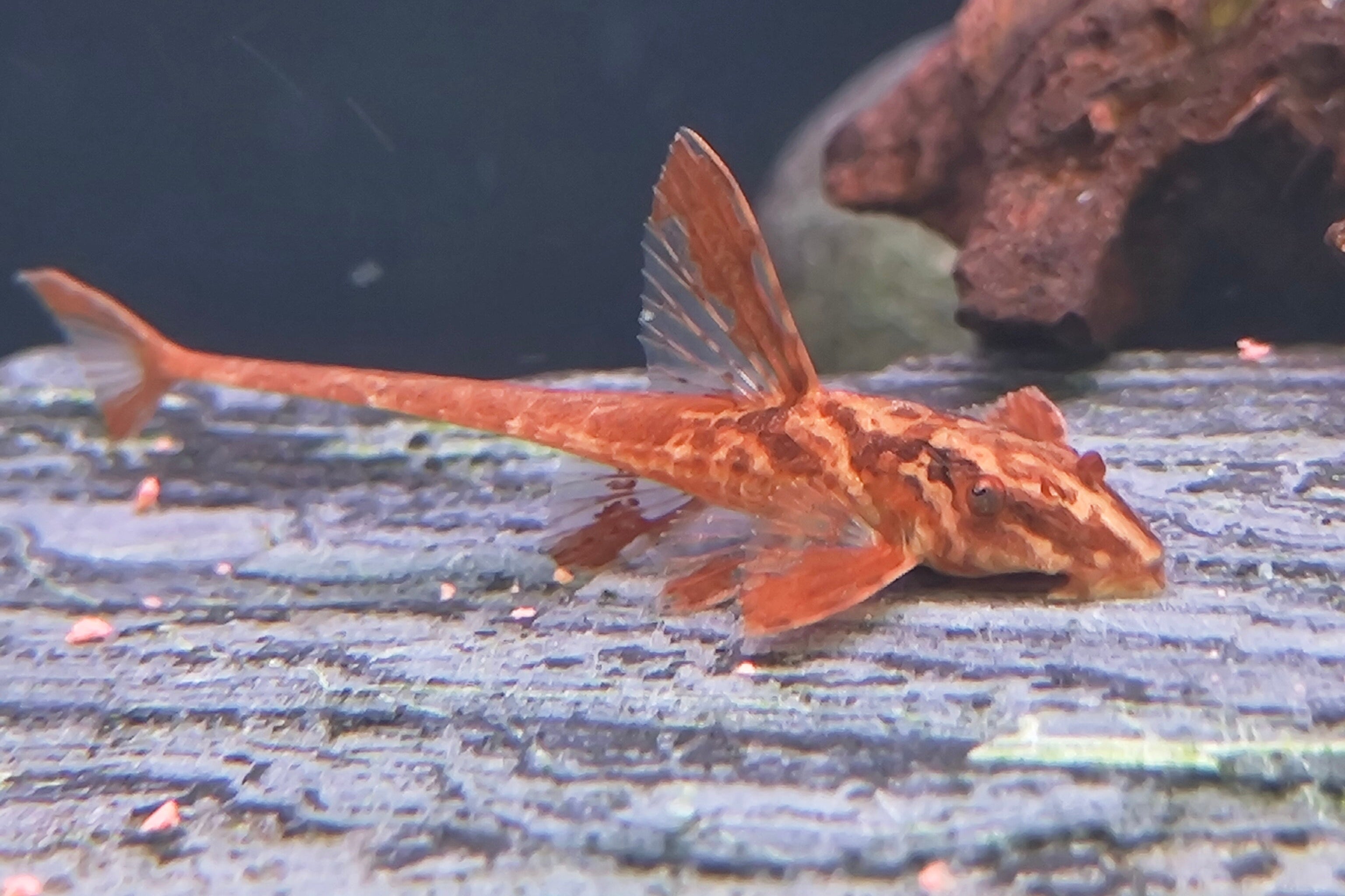 Red Lizard Whiptail Catfish (Rineloricaria sp.) - Live Fish & Plants - Default Title